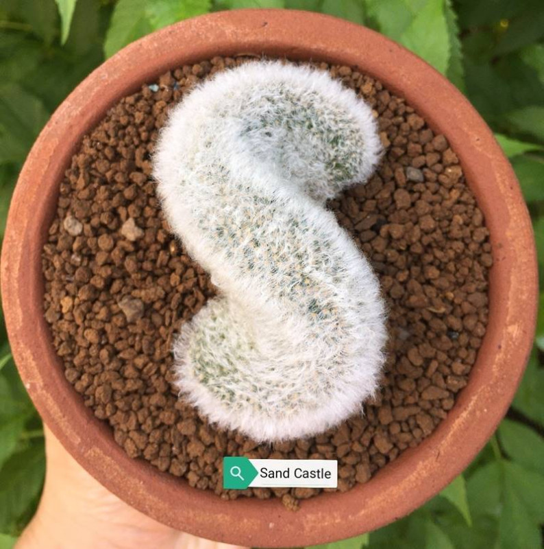 ปราสาททราย