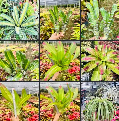 ร้านแมกไม้ เมืองนนท์