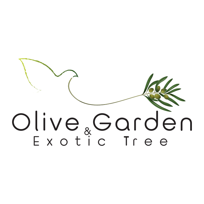 Olivegarden Thailand-thumb