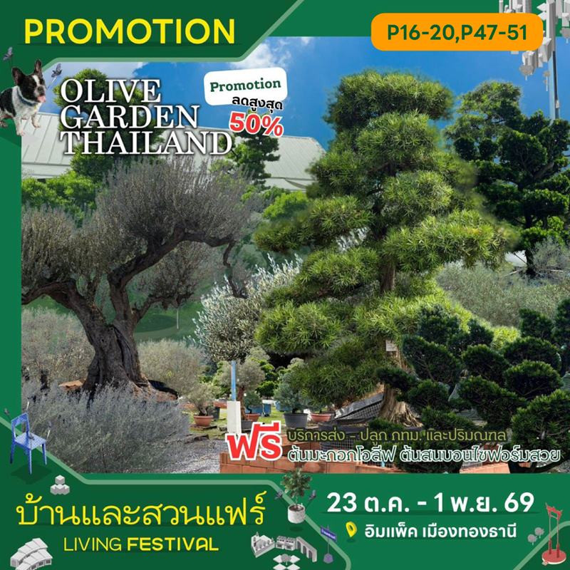 olivegardenth_1_1.jpg
