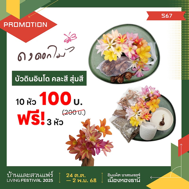 บัวดินอินโด 10 หัว 100 บาท ฟรี! 3 หัว