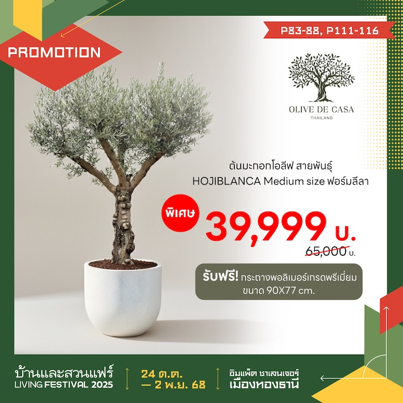 ต้นมะกอกโอลีฟ ราคาพิเศษ